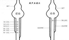 我学会了吹葫芦丝_500字