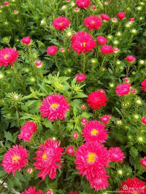 首页视图 - 鲜花_250字