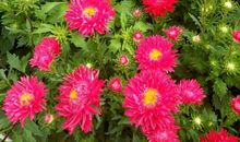 家乡的景物——花朵_250字