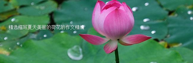 美丽的莲花_700字