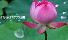 美丽的荷花_700字
