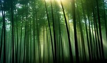 美丽的竹林_500字