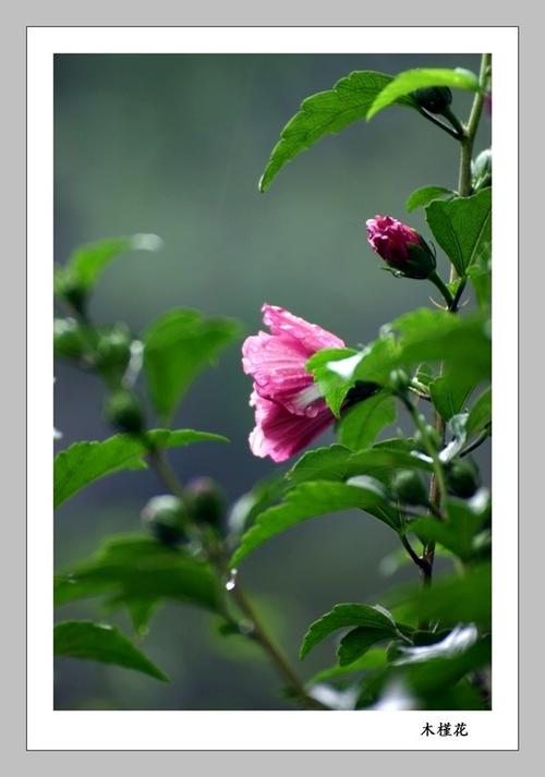安静的“芙蓉花”_400字