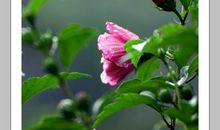 安静的《木槿花》_400字