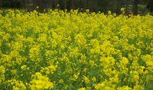 外婆的油菜花_1500字