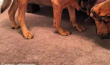 人与狗的差距_650字