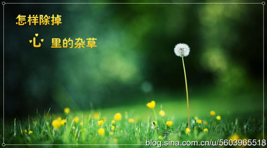 拔掉心中的杂草_1200字