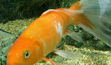 我家的小金鱼_300字