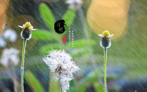 qingming _2000字