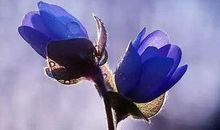 爱过无悔_1200字