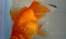 金鱼之死的启示_1200字