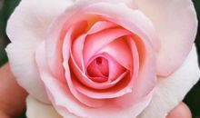 春幡桃李_1200字