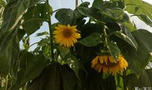 长不大的向日葵_2000字