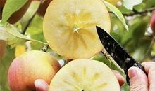 十七寻果_3000字