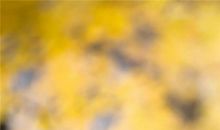 可爱的小猪宝宝_800字