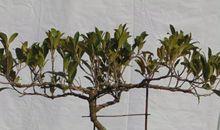 [老师征文]大米老师_550字