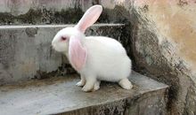 我家的小兔子_3000字