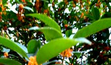 待到桂花开_400字