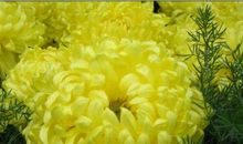 清明节好段好句：扫墓望丧_650字