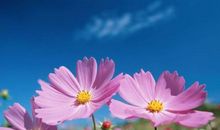 四年级日记：那一刻我的心开了一朵美丽的花_600字