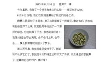 四年级日记：绿豆变形记观察日记_600字