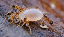 大山下的小蚂蚁