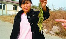 四年级日记：捉蚂蚱_550字