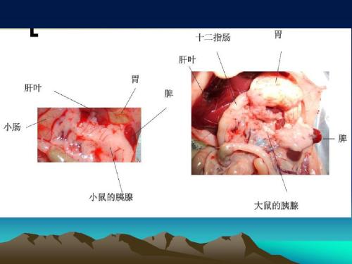 解剖小小的小鼠_550字
