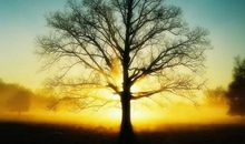 来生，我是一棵树_1000字