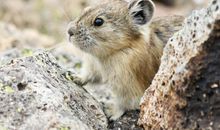 我的小鼠兔_200字