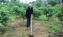 一次除草劳动_500字