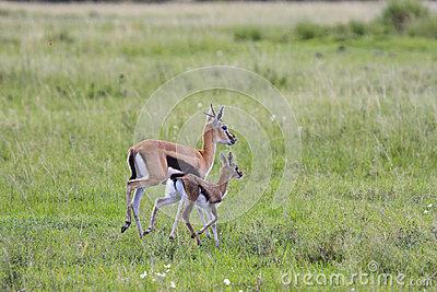 
“给我吗！”瞪瞪。这位老太太从墙上取下了剑，说：“你必须非常快，因为它可能随时回来。听！这是一个风的声音吗？它回来了！”