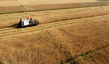 田间劳动_1000字