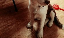 讨厌狗的十大歪理_150字