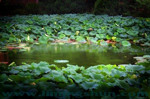 美好的时间在船上 -  Youhuo河人民公园，莲花湖_1500字