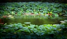 船上的美好时光——游牡丹江人民公园荷花湖_1500字