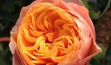 鲜花王后的女儿