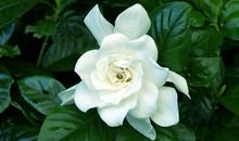 又闻栀子香_800字