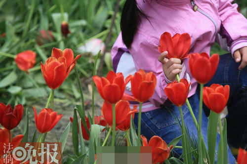 郁金香在我的心中_2000字