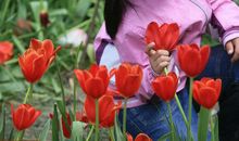 我心中的郁金香_2000字