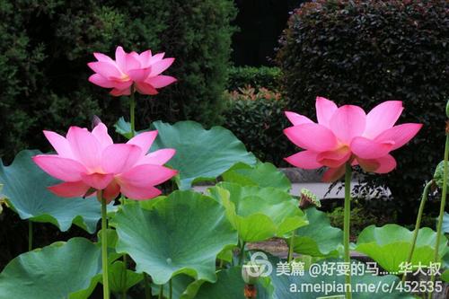 雨是压倒性的_650字