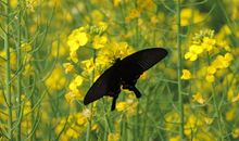 森林里的春光_500字