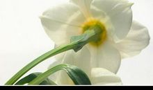 水仙花的故事_1200字