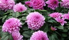 这些花儿_1200字