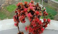 梦在春秋（第一章）_1000字