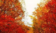 家乡的树林_300字