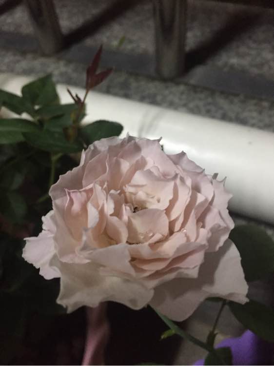 看起来夏天花_550字