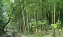 家乡的竹林_800字