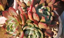 血色玛利亚——上学_800字