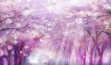 我爱美丽的樱花！_700字